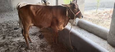 sahiwal cross cow