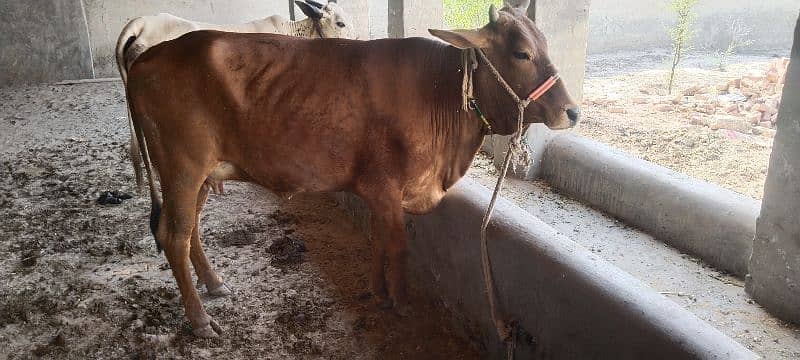 sahiwal cross cow 0