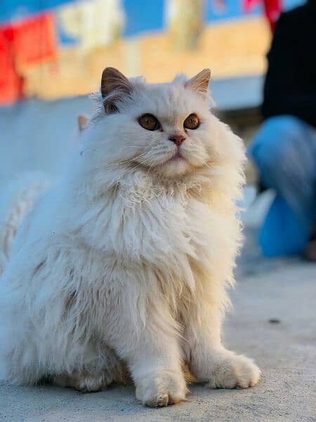 Persian Cat / White persian cat / Doll face cat 1