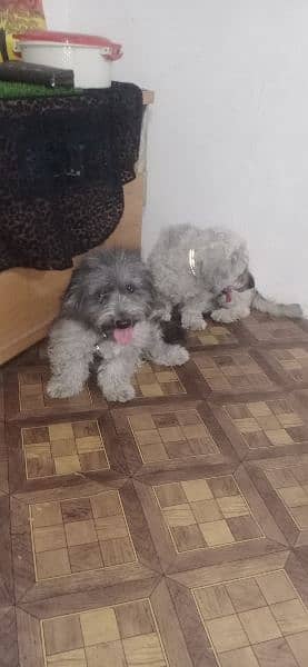 Puddle pair available for sale urgent very healthy playful active 12