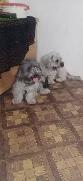 Puddle pair available for sale urgent very healthy playful active 17