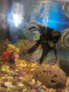 angel fish black and white colour