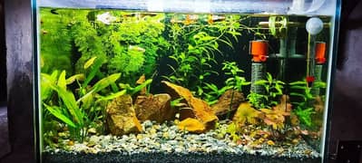 Live Planted aquarium for sale 0