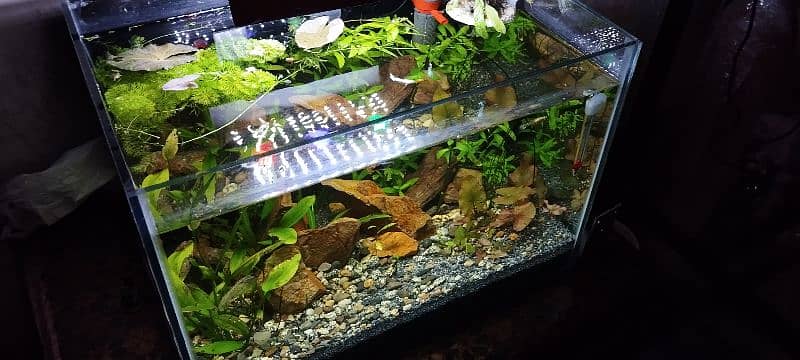 Live Planted aquarium for sale 1
