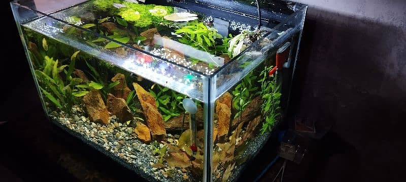 Live Planted aquarium for sale 3