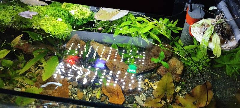 Live Planted aquarium for sale 4