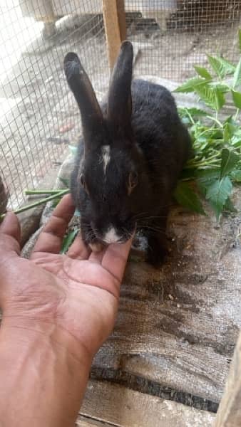 Baby rabbits available 1