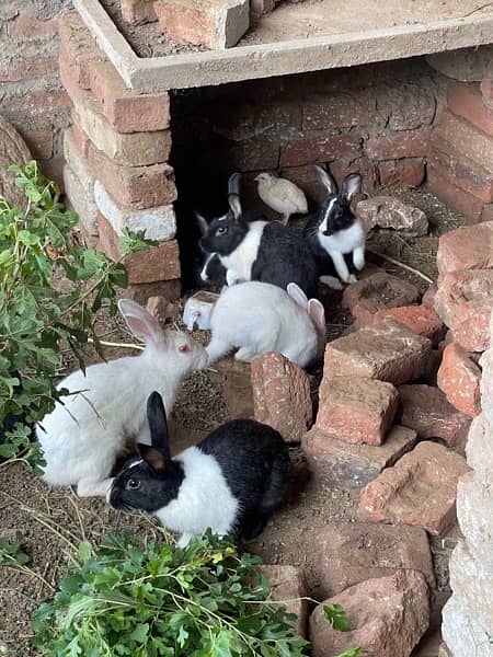 Baby rabbits available 3