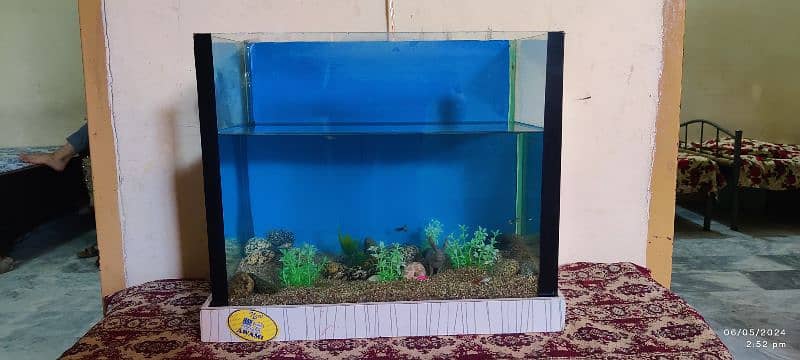 10x17 Aquarium with Guppies fish 0