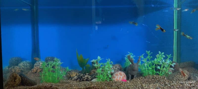 10x17 Aquarium with Guppies fish 1