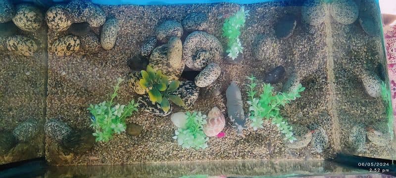 10x17 Aquarium with Guppies fish 2