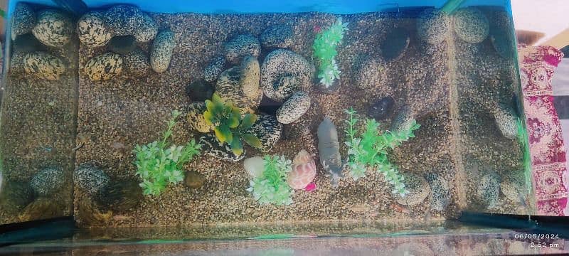 10x17 Aquarium with Guppies fish 3