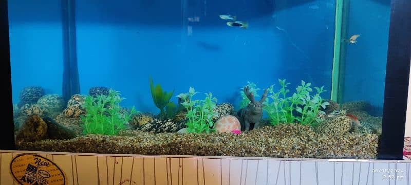 10x17 Aquarium with Guppies fish 4