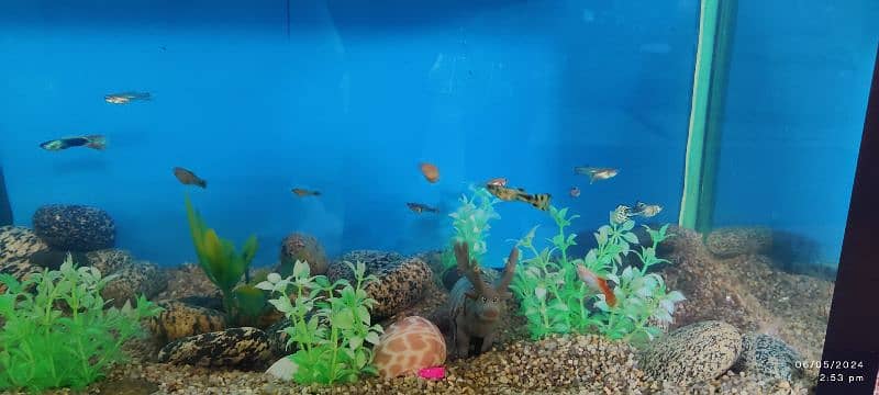 10x17 Aquarium with Guppies fish 5