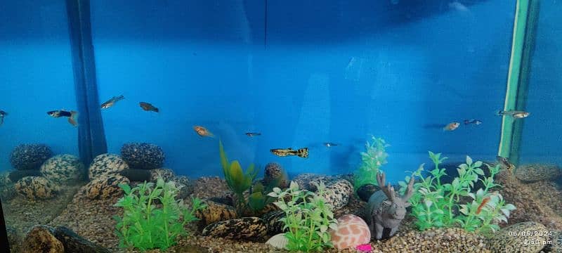 10x17 Aquarium with Guppies fish 6