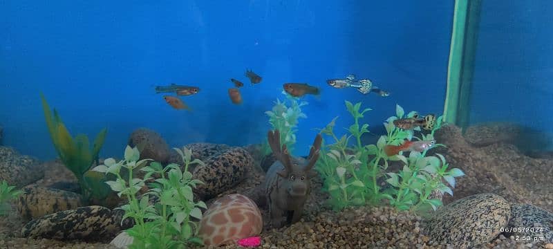 10x17 Aquarium with Guppies fish 7