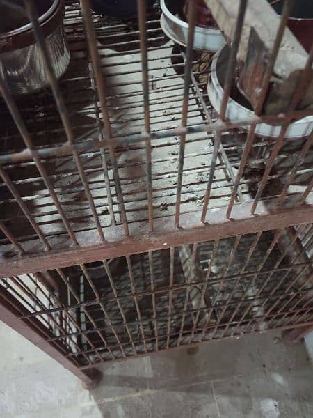 birds cage 3