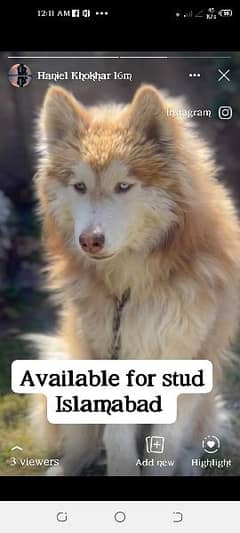 Siberian husky Confirm stud male