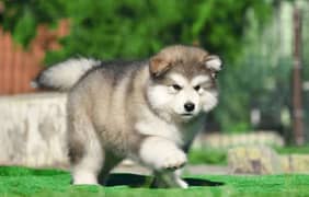 Siberian Husky/Alaskan/Chow Chow/German/Bully/Dogs/Shitzuu And much m.