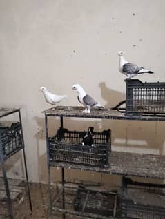 piegon for sale sharazi and black tail and Red tail available