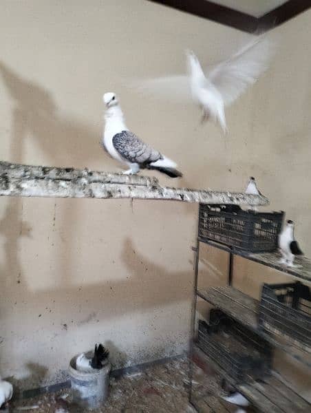 piegon for sale sharazi and black tail and Red tail available 1