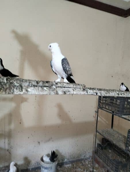piegon for sale sharazi and black tail and Red tail available 2