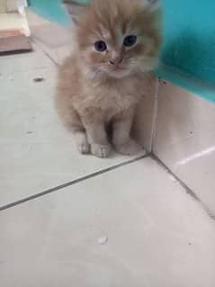 Persian Tripple Coated Blue Eyed Kitten
