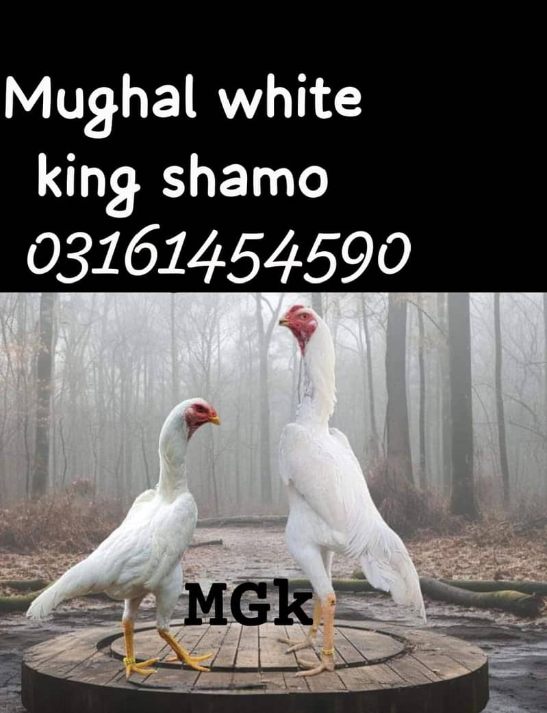 white king shamo cheeks 2