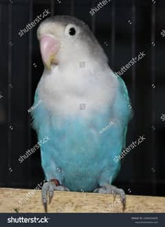 Birds for urget sale nial tell fly all and also with pegen cage