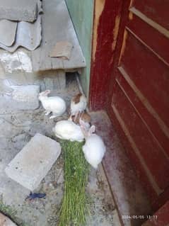 2 pair rabbit with 4 Baby
