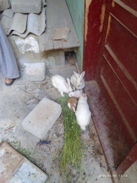 2 pair rabbit with 4 Baby 1