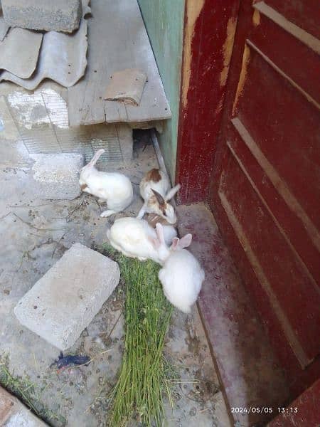 2 pair rabbit with 4 Baby 2