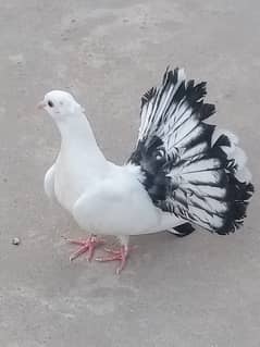 singapori Pigeon