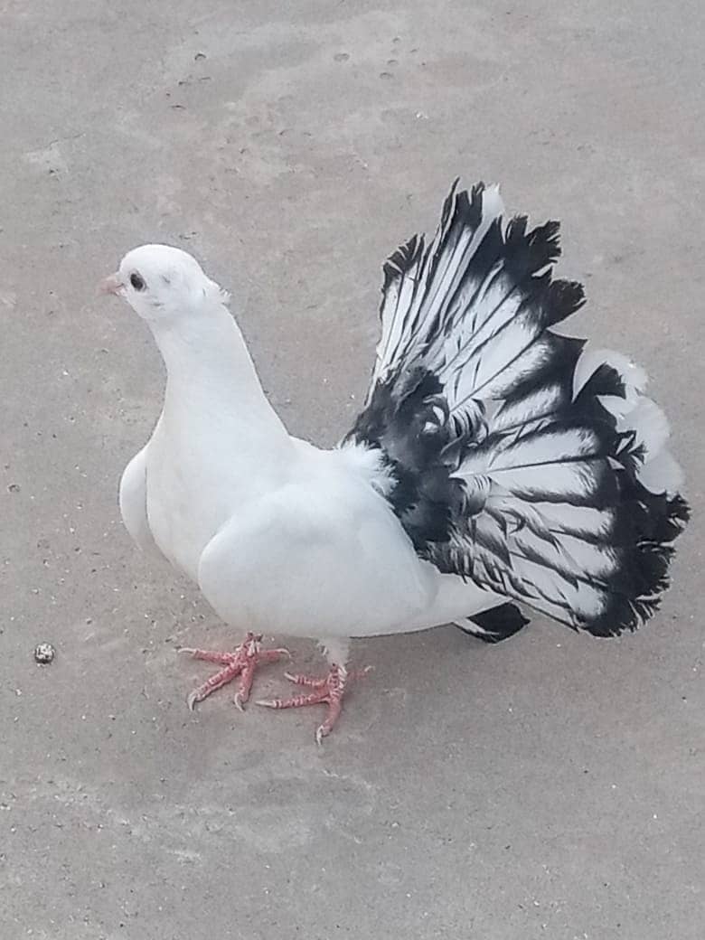 singapori Pigeon 0