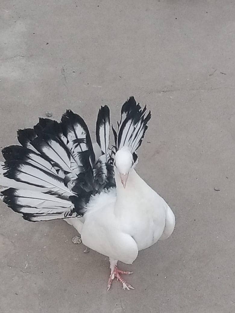 singapori Pigeon 1