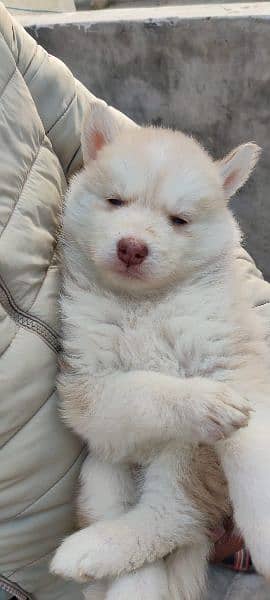 puppies available for sale,Siberian Husky puppies 3