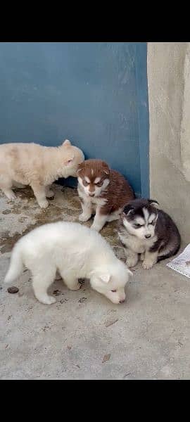 puppies available for sale,Siberian Husky puppies 7