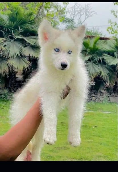 puppies available for sale,Siberian Husky puppies 8