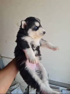Siberian husky males/female puppies for sale