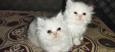 Kitten for sale only for cat lovers