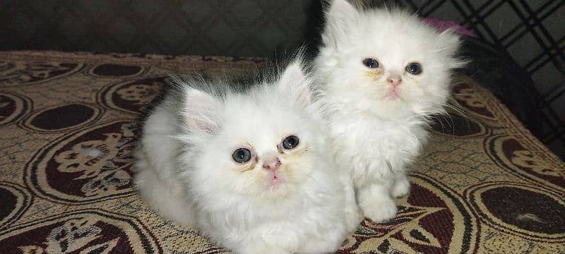 Kitten for sale only for cat lovers 0