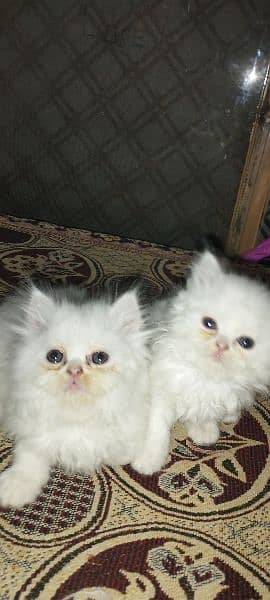 Kitten for sale only for cat lovers 1