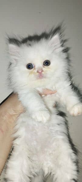 Kitten for sale only for cat lovers 2