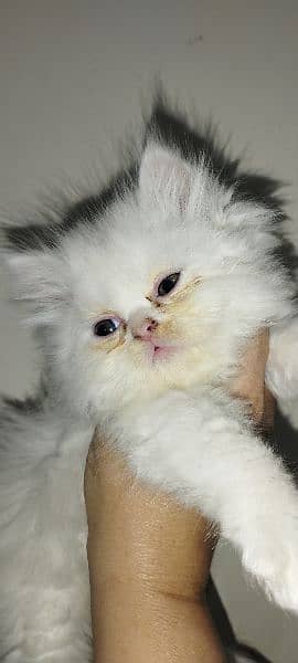 Kitten for sale only for cat lovers 3