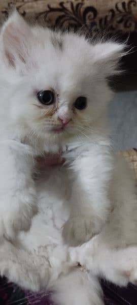 Kitten for sale only for cat lovers 4