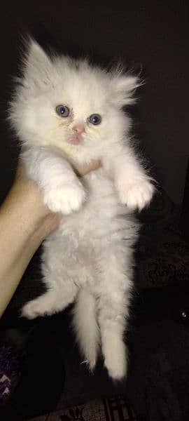 Kitten for sale only for cat lovers 5