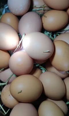 desi fertiles eggs