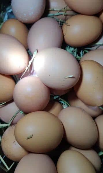 desi fertiles eggs 0