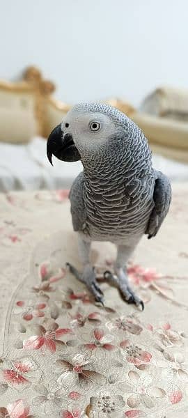 African Grey | Grey Parrot | Hand tamed | Parrot 0