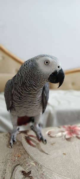African Grey | Grey Parrot | Hand tamed | Parrot 1